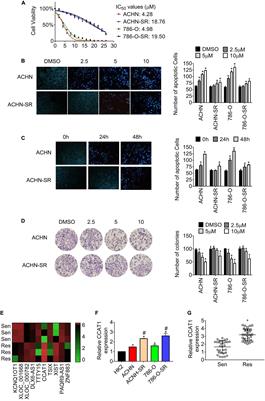 Long Non-coding RNA CCAT1 Acts as an Oncogene and Promotes Sunitinib Resistance in Renal Cell Carcinoma